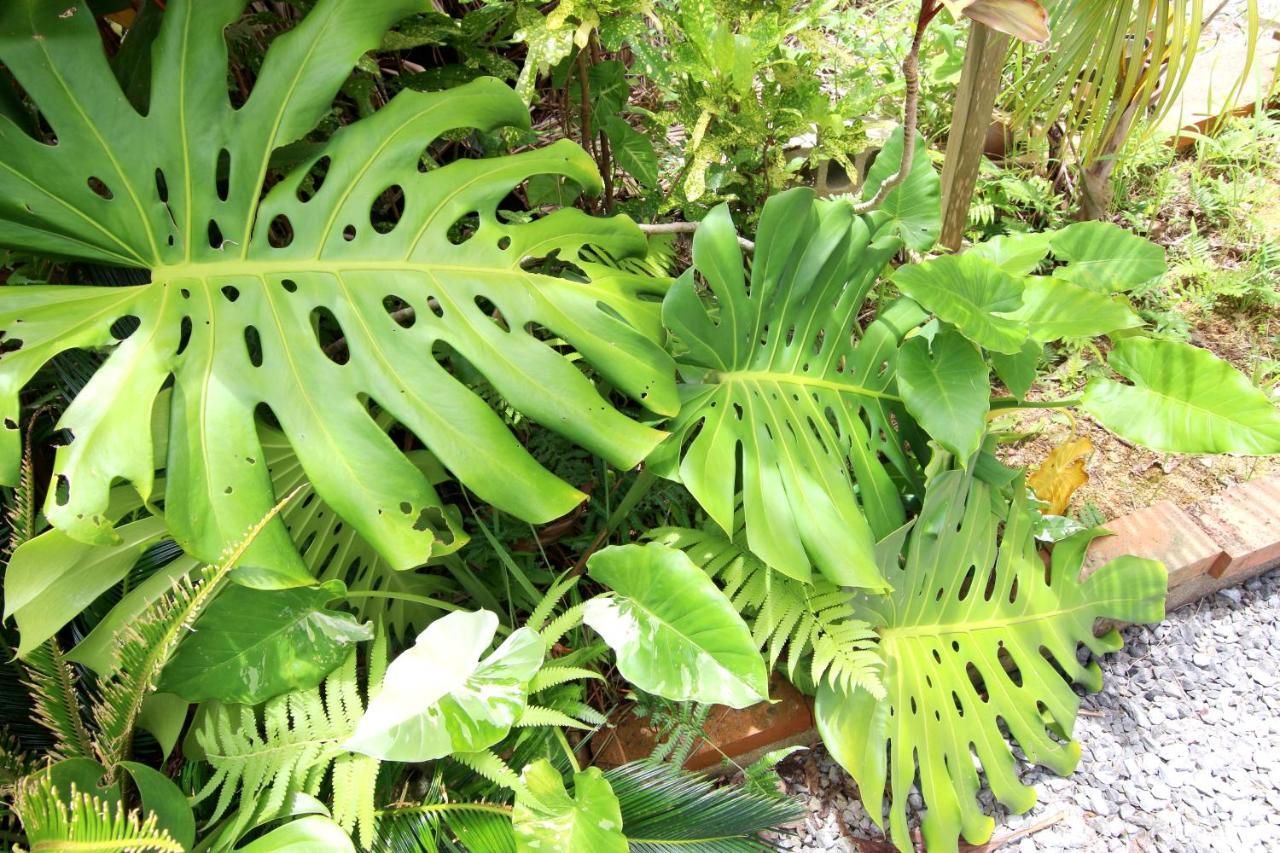 Monstera * Onna